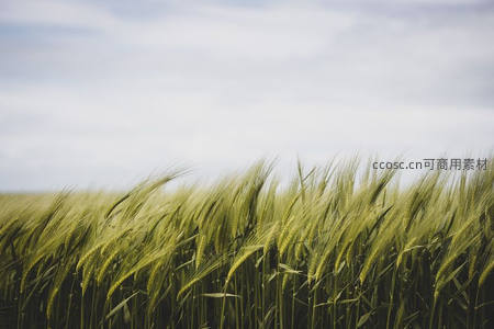 青翠麦苗迎风摇曳