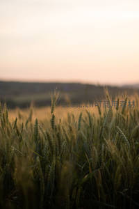 夕阳下的麦田剪影