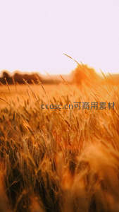 夕阳余晖染金麦田，温暖色调的梦幻景致