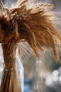 干麦穗插瓶装饰，质朴自然的家居美学