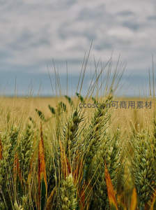 麦穗晨露，自然的馈赠