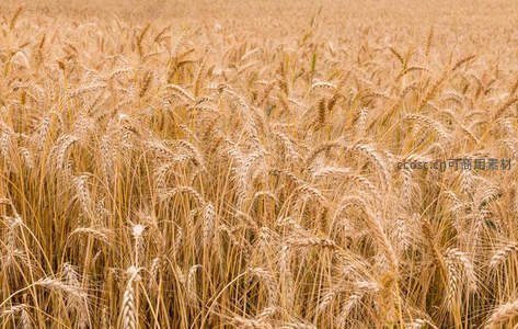 无垠麦浪，丰收在望