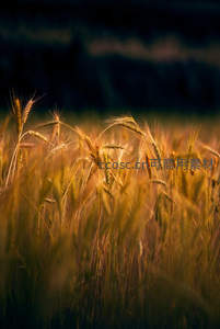 夕阳余晖下的麦穗特写剪影