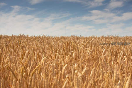 无垠麦田延伸至蓝天白云之下