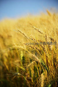 微距镜头下的麦穗细节之美