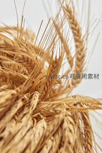 多支麦穗簇拥，细节纹理尽显丰收喜悦