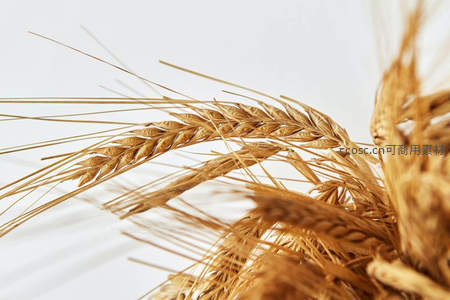 单支麦穗优雅舒展，光影勾勒自然线条