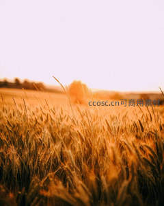 金色麦浪在夕阳下随风轻舞