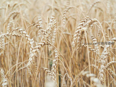 微距特写成熟麦穗粒粒分明