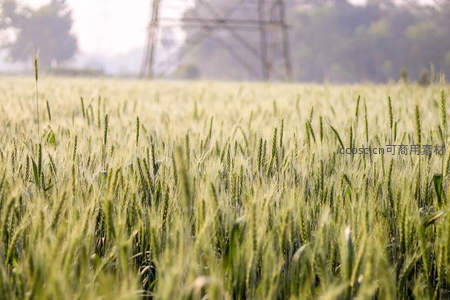 青翠麦苗在晨雾中生长