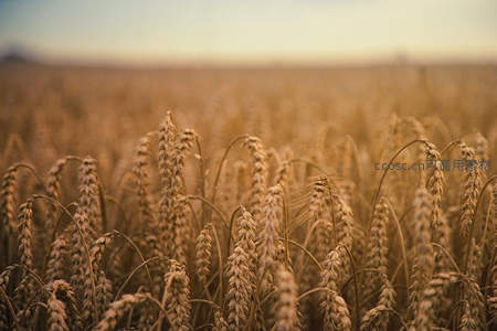 无垠麦海，大地铺展的金色画卷