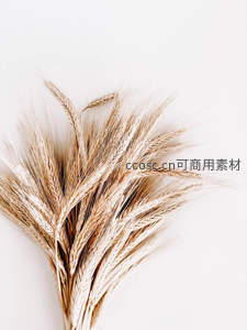 纯净背景下的麦穗束，简约而优雅