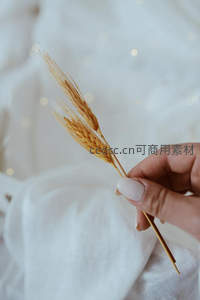 手握金黄麦穗，温柔与丰收的瞬间