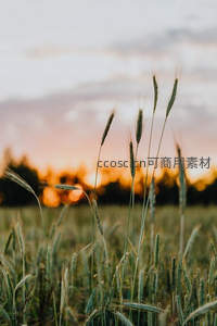 暮色中的青麦，夕阳余晖温柔洒落