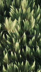 绿意盎然的麦田特写，生机勃勃