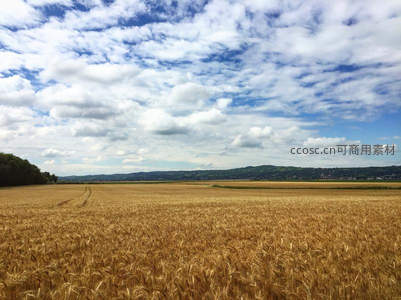 金色麦浪与蓝天白云的壮丽画卷