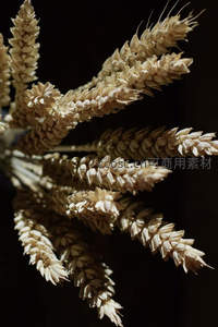 金黄麦穗特写，饱满颗粒在暗影中闪耀
