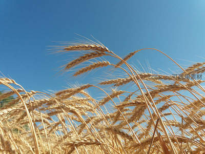 蓝天之下麦穗轻舞，风拂过丰收的田野