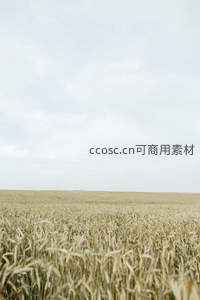 广袤麦田延伸至天际，云层低垂静谧如画