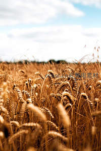 蓝天白云下，金色麦浪翻涌