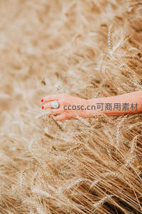 纤手轻抚成熟麦穗的温柔瞬间