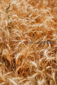 风吹麦浪的金色海洋特写