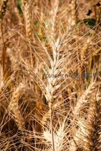 金黄麦穗特写，饱满颗粒在阳光下闪耀