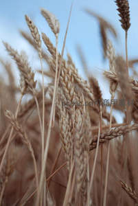 蓝天映衬下随风摇曳的金色麦浪