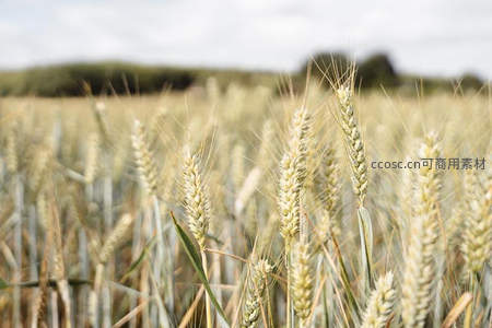 广袤麦田远景，绿树点缀天际线