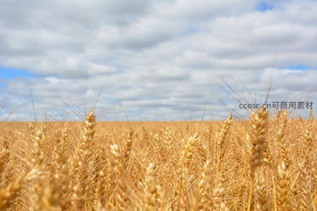 广袤麦田与云朵交织的丰收景象