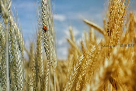 瓢虫栖息麦穗上，点缀金色田野的生机