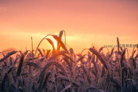 夕阳穿透麦田，光影如画