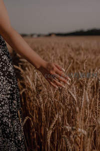 手抚金黄麦浪，感受丰收的温柔触感