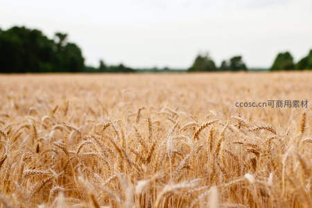 金色麦浪无垠，丰收在望