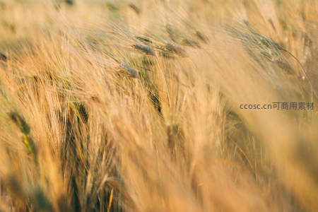 风吹麦浪模糊美，动态诗意