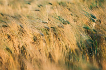 金色麦海随风舞，动感十足
