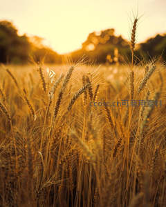 夕阳下金色麦穗特写光影斑驳