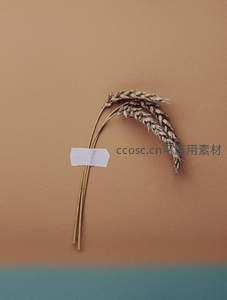 简约墙面装饰干麦穗搭配白纸条