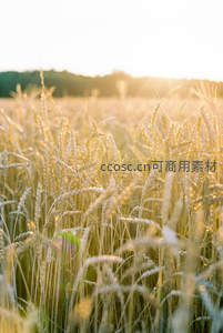 夕阳下的金色麦田