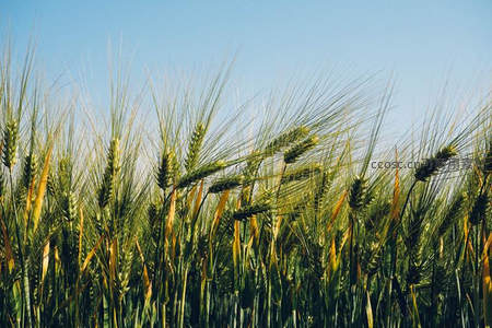 青绿麦穗迎风摇曳