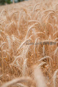 金黄麦穗特写，丰收在望的田野细节