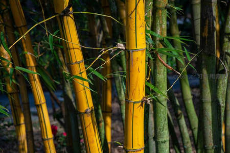 金竹林光影交错的静谧