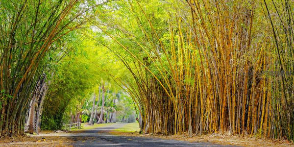 竹廊成荫，阳光洒落如画境