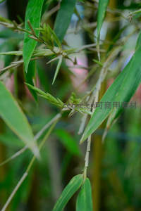微距特写竹叶新生嫩芽细节