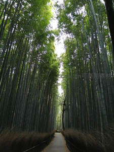 幽径穿行竹海，绿影婆娑如画