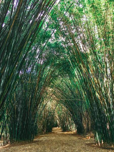 竹林拱门通道，光影交织成景