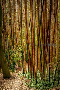 幽深竹林小径，阳光斑驳洒落