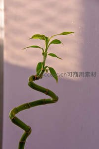 室内螺旋富贵竹，简约雅致生趣