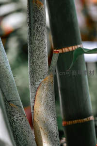 竹笋破土而出，细节纹理清晰