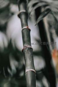 黑竹特写，节间分明质感独特